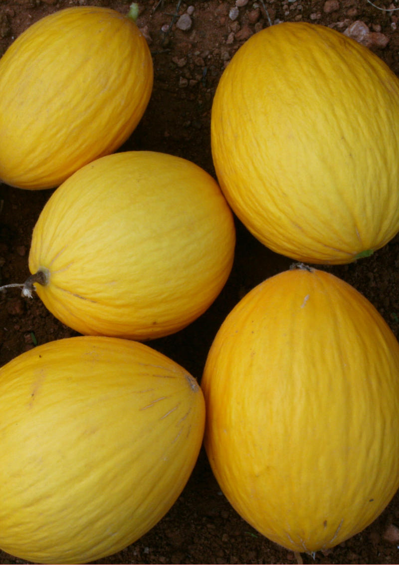 Melon_Amarillo_vertical