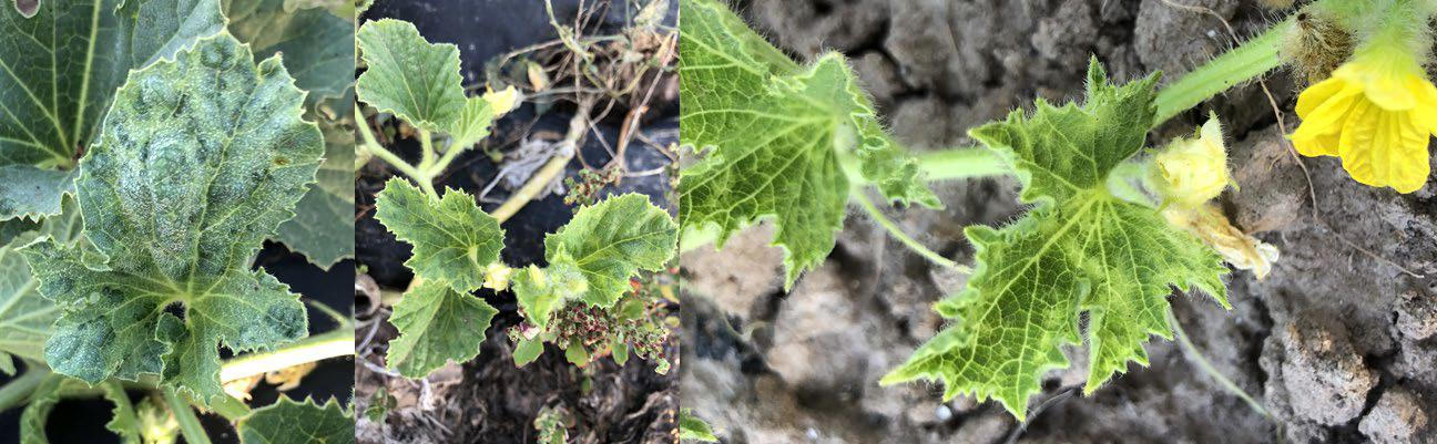 Síntomas virales de plantas cultivadas en distintos campos en condiciones de cultivo ecológico.